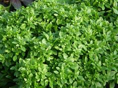 Basilic 'Fin vert'
