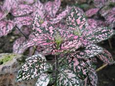 Plante aux éphélides, Hypoestes